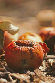 Il "brain rot" è un fenomeno che descrive il deterioramento dell’attenzione e delle capacità cognitive a causa dell’esposizione eccessiva a contenuti digitali superficiali 