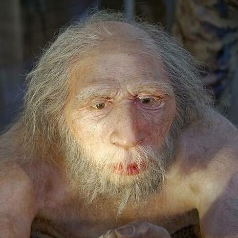 Homo neanderthalensis, The Natural History Museum, Vienna, Austria