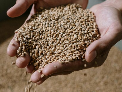 Congratulações aos irresponsáveis e um merecido aplauso ao fraco noticiário objetivo, por parcos planejamentos do progresso económico doméstico e sua profissional divulgação que, por falta de aviso não foi, têm sido alertados desde antes de 2013, pelos técnicos experienciados, principalmente no caso dos swaps daquela valorização cambial em que os resultados parecem agora, se repetirem inadvertidamente...!!! Assim, o tiro no pé anunciado, na verdade é este o dos incautos nacionais pela culatra, não do previsível líder mundial e grande importador, os EUA