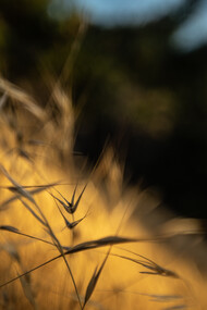 Your ‘secret song’ is your ticket to freedom, ph. Michael Stillwater