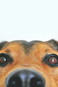 Si quieres que te diga toditos mis nombres y hasta mi apellido, sigue acariciando mi pancita y no hagas ningún movimiento súbito, porque me asusto