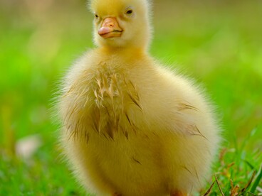 L’algoritmo decide quali contenuti mostrarci, influenzando ciò che vediamo e come lo vediamo