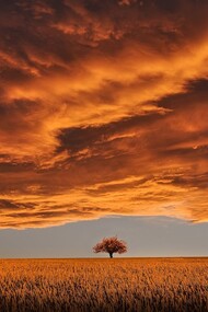 As the sun sets in vibrant hues, the beauty of nature reminds us of the resilience found in every moment