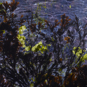 Susan Derges, Tide Pool 18, Unique C type print,  48 x 76 cm, 14 x 22 inches