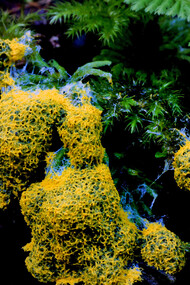 As Physarum polycephalum expands its territory, it illustrates the fascinating interplay between growth and reproduction in the life cycle of slime moulds