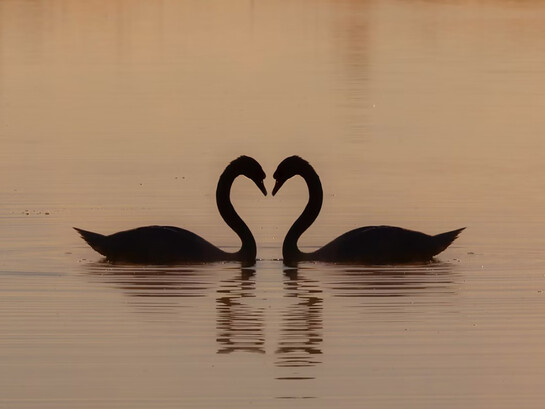Two swans gliding on the water during the day, symbolizing love and serenity at sunrise