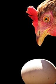 Una gallina mirando un huevo