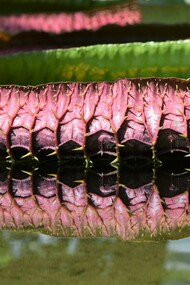 Victoria amazónica gigante
