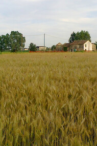 Monocoltura senza siepi e fossi