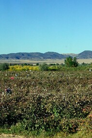 Cotton picking near Kyzyl-Kala, Karakalpakstan