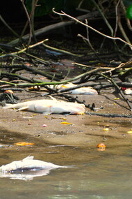 Peixes mortos. Foto de Mario Moscatelli
