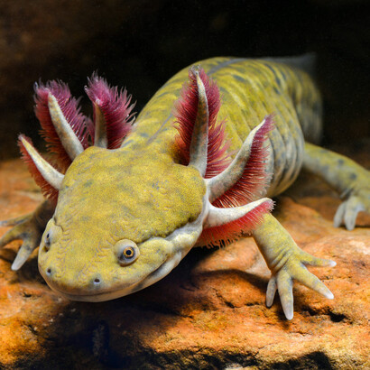 *Ambystoma mavortium*, John Clare