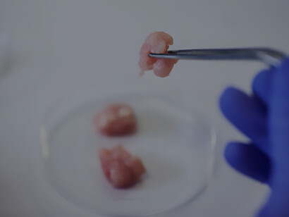 A sample of cultivated meat delicately cradled by a pair of tweezers