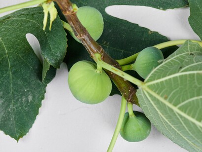 Le foglie di fico, oltre a essere ornamentali, vengono talvolta utilizzate in cucina per aromatizzare cibi e avvolgere formaggi
  