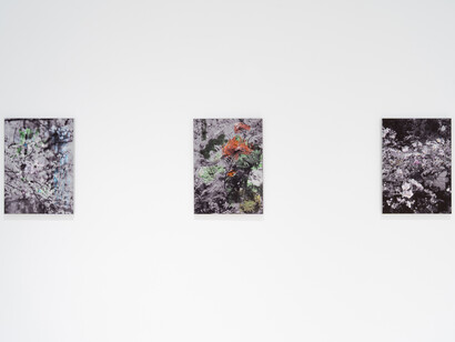 Stijn Cole, El tiempo suspendido, vista de exhibición. Cortesía de la Galería Hilario Galguera 