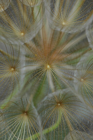Semi di Barba di becco (Tragopogon sp.)