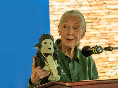 Desde niña tenía mucha curiosidad y encontró en la naturaleza su forma de entender la vida. A los cuatro años se detuvo a observar en un gallinero cómo una gallina ponía un huevo. Jane Goodall, el 4 de abril de 2022, visita la Misión de EE. UU. en Uganda