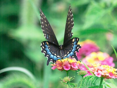 From stardust to wings: nature’s smallest miracles carry the universe within them