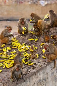 Monkeys eating in cooperation