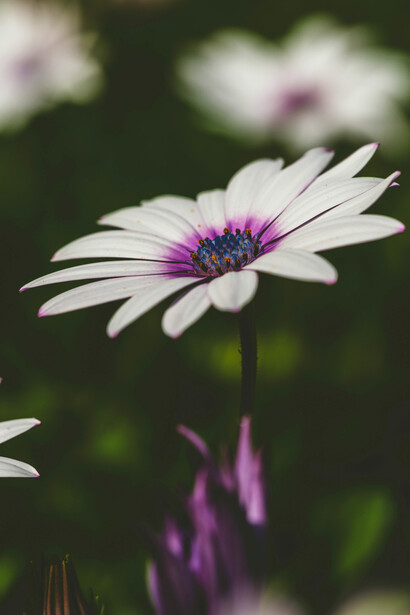 A través de la historia de Dulce Nombre, Espina exhibe la fragilidad de la libertad femenina frente a una estructura que legitima su cosificación, suplantando su deseo por el mandato del sacrificio