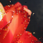 Donna Drapeau, Red Rose, Oil Pastel on, Photograph Printed on Canvas, 22" x 28", Emerging Transformation
