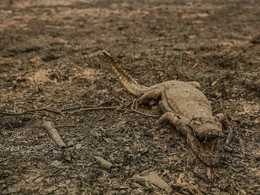 Jacaré morto em queimada. Em vez de tomar medidas decisivas, os países poluentes, estão aumentando a produção de combustíveis fósseis, empurrando o planeta ainda mais para a crise