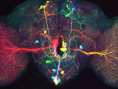 El primer mapa en 3D de la red neuronal del cerebro revela estructuras nunca vistas