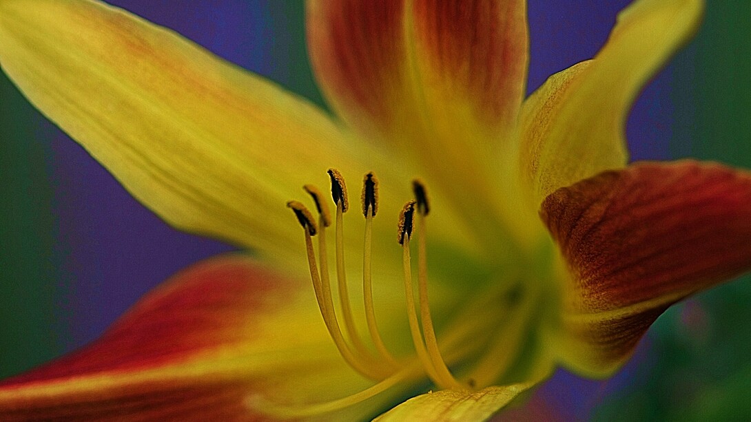 Paz interior: necesitaba despojarme de las camisas y quedarme con la piel. Necesitaba sentir el frío de la ignorancia para saber hacia dónde caminar