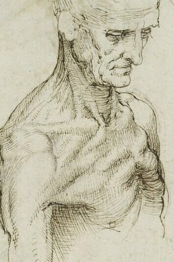 "Anatomía superficial del hombro y el cuello", bocetos, Leonardo Da Vinci, 1510-1511
