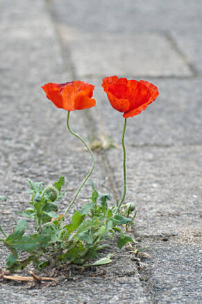A stubborn red poppy pushing through the pavement, a symbol of resilience