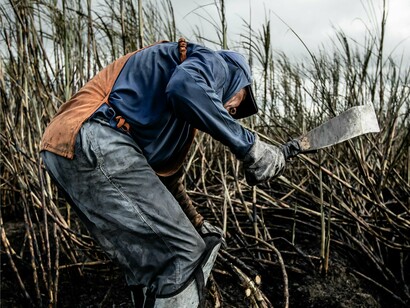 Agricultor cortando a cana de açúcar. Aquele pó de brilho farto e efeito viciante, já foi até motivo de invasões, guerras, e outras tantas mazelas que os humanos adoram cultivar; as vezes ele pode nem ser tão brilhante, mas também dono de cores variantes; seja ele extraído da cana-de açúcar, da beterraba ou do coco, o fato é que o açúcar já faz parte do nosso dia-a-dia a muito tempo