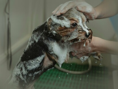 Os serviços incluem banhos, tosquias, terapias como Reiki Animal, Aromaterapia, Argiloterapia, Florais de Bach e Ozonoterapia, tudo pensado para proporcionar bem-estar físico e emocional. Ana quer que os animais se sintam seguros e confortáveis, especialmente aqueles que vêm de situações difíceis, vítimas de maus tratos ou que sofrem de ansiedade