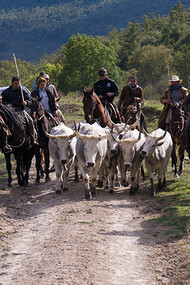 Transhumance on the Mignone