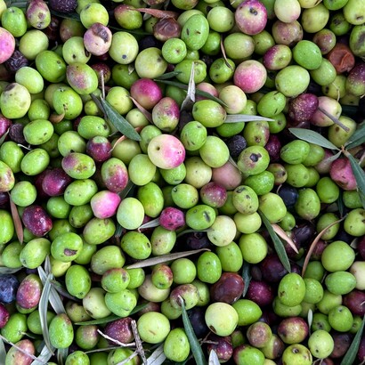 Le regioni italiane, dal nord al sud, producono oli EVO con caratteristiche aromatiche uniche dovute ai diversi terreni