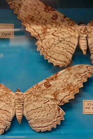 Thysania agrippina, também conhecida como Mariposa-imperador