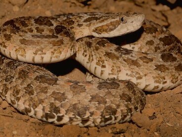 Bothrops jararaca. "Raca estava dormindo debaixo da tábua da porta derrubada na entrada da velha cozinha. Acordou, sem saber porquê, os músculos repuxados, a cauda inquieta, uma vontade de esgueirar-se e fugir de um perigo invisível. Sentiu uma estocada que findara em beliscão estorcegador" 