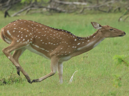 Spotted Deer in Kumana National Park (c) Gehan de Silva Wijeyeratne