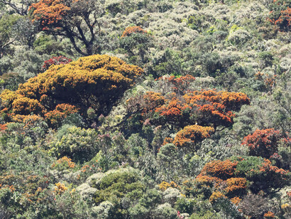 Cloud Forest at Horton Plains National Park,Sri Lanka (c) Gehan de Silva Wijeyeratne