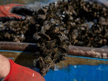 Le cozze sono molluschi bivalvi appartenenti alla famiglia dei mitilidi, allevati e consumati in molte regioni costiere del mondo