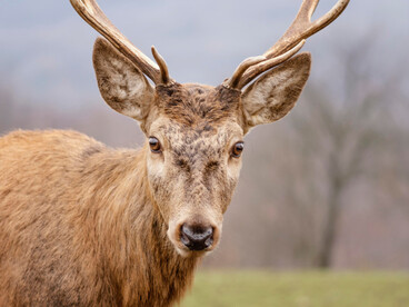You don’t have to go far out of town to start seeing animals, especially along the Missouri River and the surrounding prairie