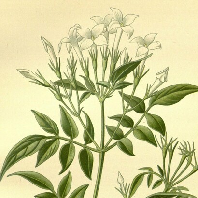 Ilustración del libro "Mejora genética general de los árboles en Austria", Franz Schmidt, 1800