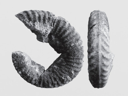 Ammonites encontrados en la Formación Chocolate, Arequipa, Perú