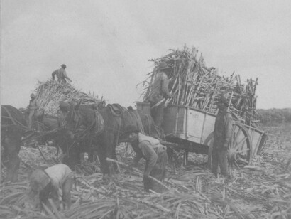 Long days, dangerous mills, and unrelenting punishment defined life for the enslaved in Louisiana’s sugar economy