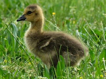 Lo scopo è mantenere la nostra attenzione, rafforzando un interesse percepito attraverso contenuti coerenti e familiari