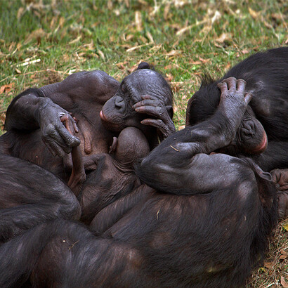 Very interestingly, as reported in Figure 4, ca. 1-2  million years ago another kind of ape branched off from the chimpanzee lane: the bonobo ('Pan paniscus', previously called pygmy chimp as it is smaller than chimpanzees). The bonobos are less aggressive than chimpanzees and are usually friendly and peaceful (Wrangham and Peterson, 1996). The same authors have suggested that the diversification of bonobos could be due to the fact that some families of chimpanzees lived about a million years – geographically isolated – in a different, more hospitable, environment. The environmental difference may eventually have caused a drastic change in genetic behaviour.