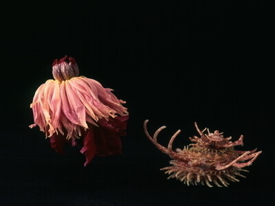 Carlo Maccà, Peonia 1  