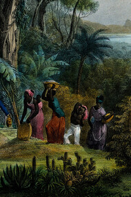 Indian workers harvesting the crop on a coffee plantation. Coloured lithograph by Deroi, c. 1850, after J. M. Rugendas