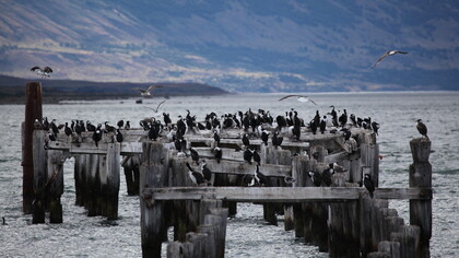 El viejo muelle de Puerto Natales que hospeda a los cormoranes que descansan de las frías aguas de la corriente de Humbolt. Puerto Natales, Magallanes, Chile