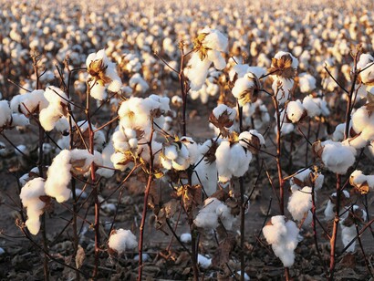The landscape of forced labor and resistance, where countless enslaved people toiled