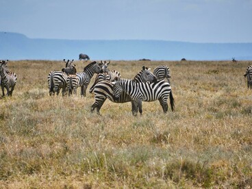 Wildlife moves across the African savannah, where conservation projects and land based climate initiatives increasingly reshape ecosystems and livelihoods